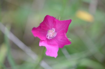 Callirhoe papaver, photographed by Jody Shugart
