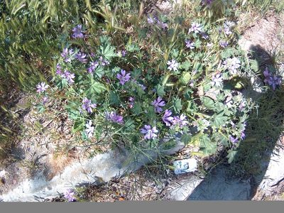 Malva erecta, photographed by Михаил Орлов