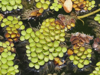 Salvinia cucullata, photographed by 葉子
