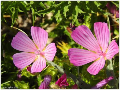 Malope malacoides, photographed by Aissa Djamel Filali