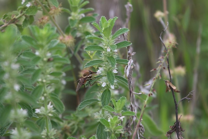 Leucas neuflizeana, photographed by Stephanie Dolrenry
