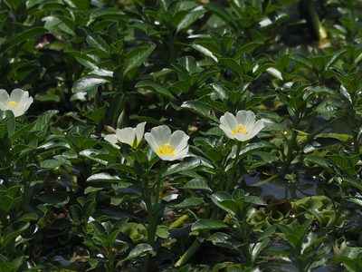 Ludwigia adscendens, photographed by 葉子