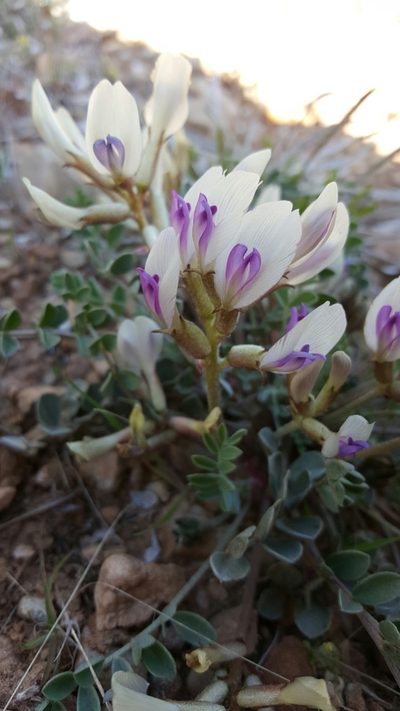 Astragalus chamaeleuce, photographed by Toby