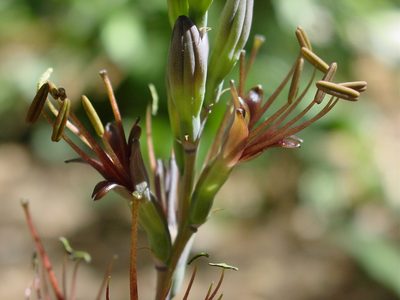 Agave pratensis, photographed by Arturo Castro Castro