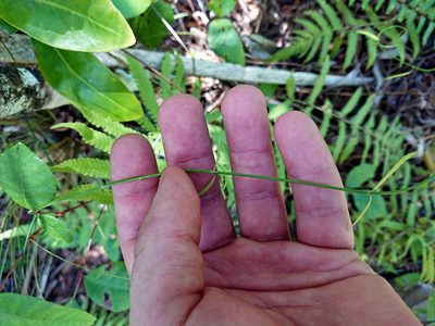 Orthosia scoparia, photographed by Adam Pitcher