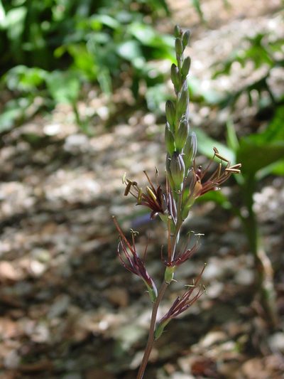 Agave pratensis, photographed by Arturo Castro Castro