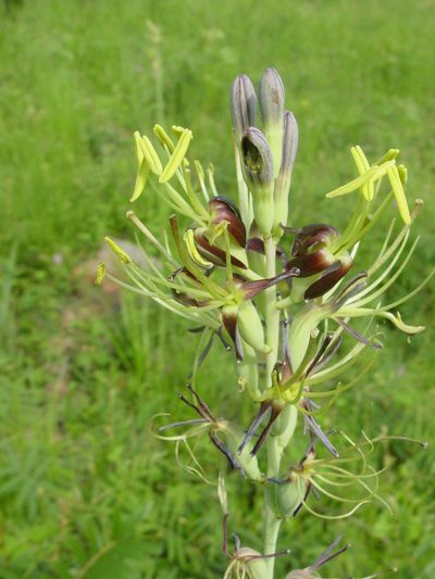 Agave pratensis, photographed by Arturo Castro Castro