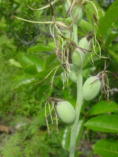 Agave pratensis, photographed by Arturo Castro Castro