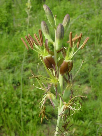 Agave pratensis, photographed by Arturo Castro Castro