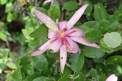 Grewia robusta, photographed by Peter Warren