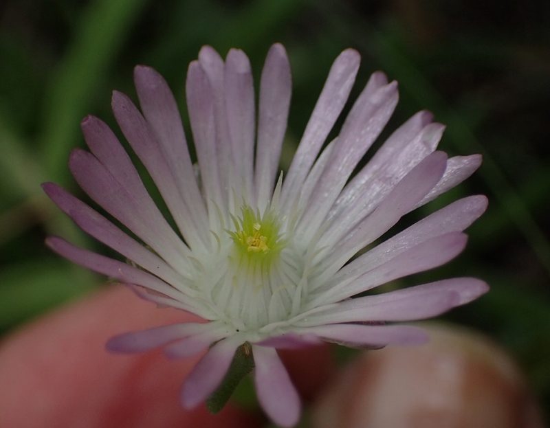 Delosperma lootsbergense, photographed by Nicola van Berkel