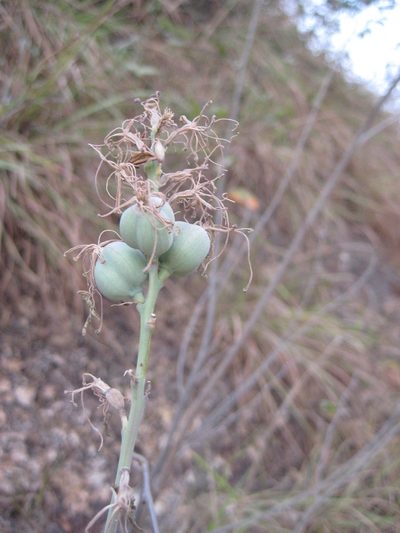 Agave pratensis, photographed by Arturo Castro Castro