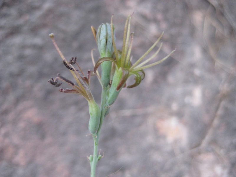 Agave pratensis, photographed by Arturo Castro Castro