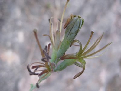 Agave pratensis, photographed by Arturo Castro Castro