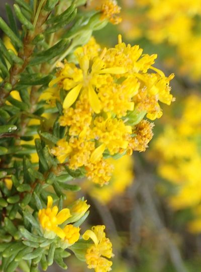 Euryops annae, photographed by Nicola van Berkel