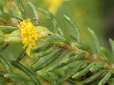 Euryops annae, photographed by Nicola van Berkel