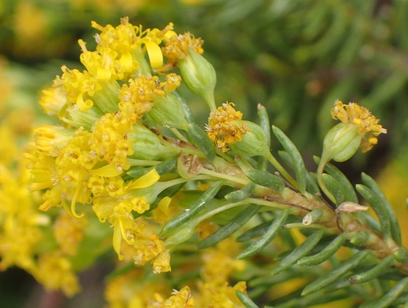 Euryops annae, photographed by Nicola van Berkel