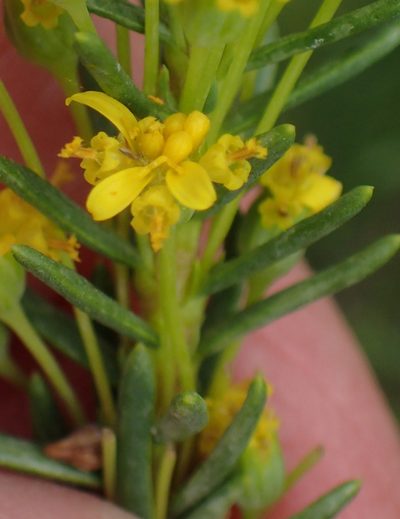 Euryops annae, photographed by Nicola van Berkel