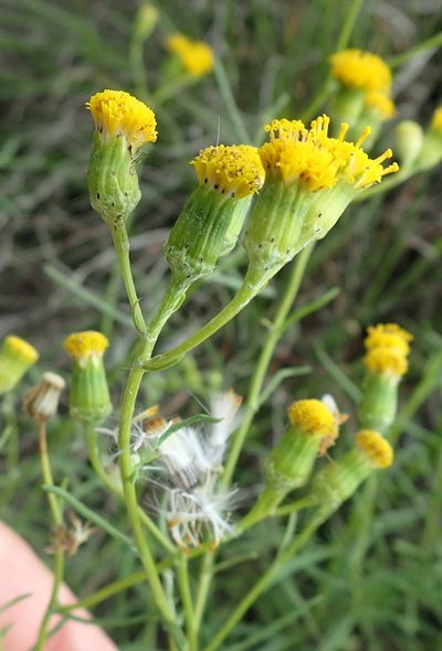 Senecio leptophyllus, photographed by Nicola van Berkel