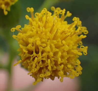 Senecio leptophyllus, photographed by Nicola van Berkel