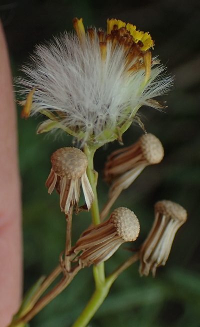 Senecio leptophyllus, photographed by Nicola van Berkel