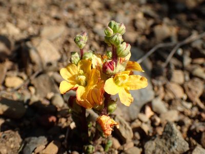 Alectra orobanchoides