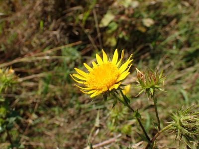 Berkheya bergiana, photographed by Mahomed Desai