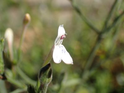 Justicia protracta, photographed by Mahomed Desai