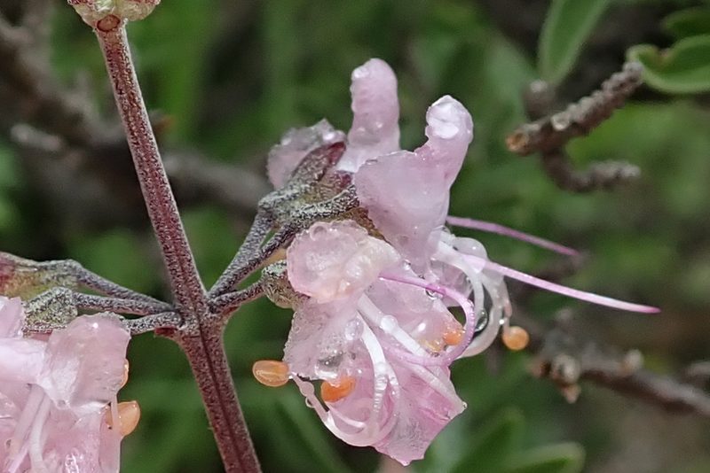 Ocimum burchellianum, photographed by Peter Warren