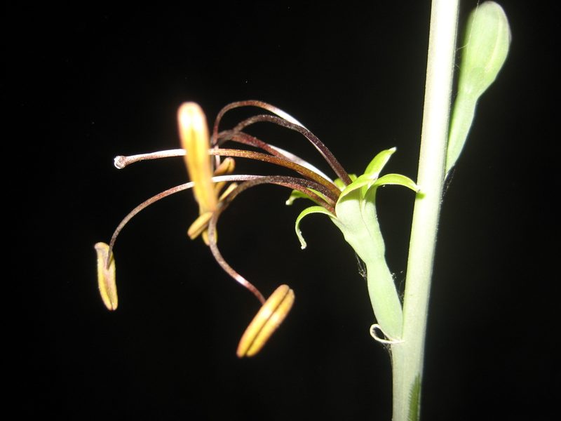 Agave chamelensis, photographed by Arturo Castro Castro