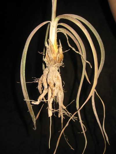 Agave chamelensis, photographed by Arturo Castro Castro