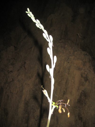 Agave chamelensis, photographed by Arturo Castro Castro