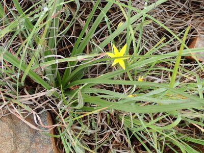 Hypoxis angustifolia, photographed by Peter Warren
