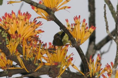 Phragmanthera capitata, photographed by Fábio Olmos