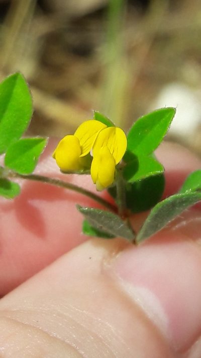 Lotus peregrinus, photographed by Astra