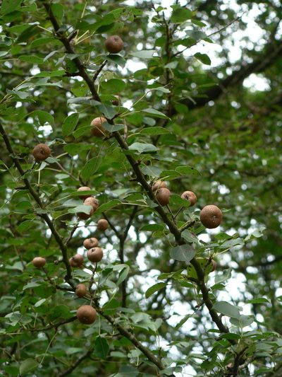 Pyrus cordata, photographed by Yves Bas