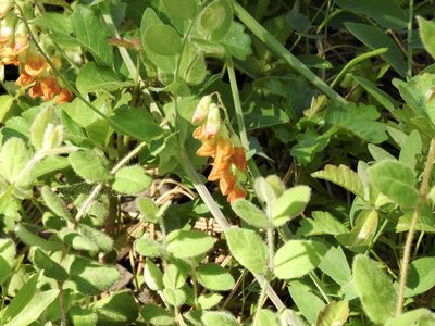 Lathyrus sulphureus, photographed by Frances Oliver