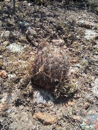 Coryphantha echinoidea, photographed by Alejandro Gómez Maya