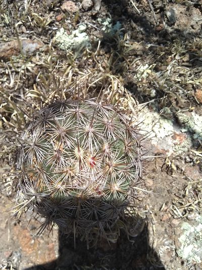 Coryphantha echinoidea, photographed by Alejandro Gómez Maya