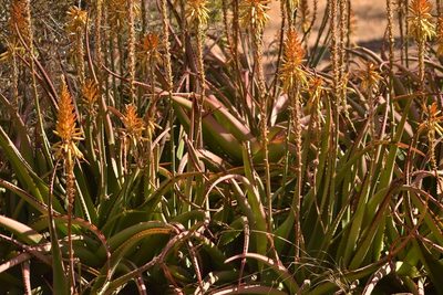 Aloe vanbalenii, photographed by Presha Soogrim