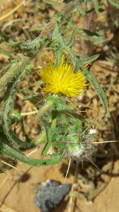 Centaurea procurrens, photographed by Astra