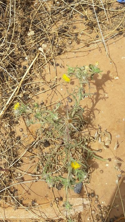 Centaurea procurrens, photographed by Astra