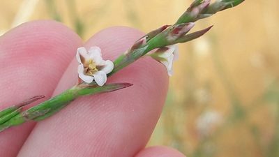 Polygonum equisetiforme, photographed by Astra