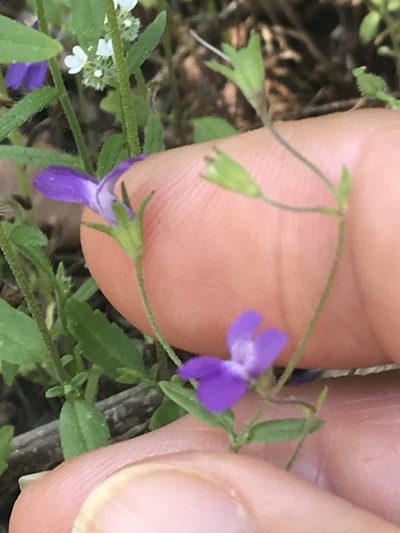Collinsia parryi, photographed by LJ Moore-McClelland