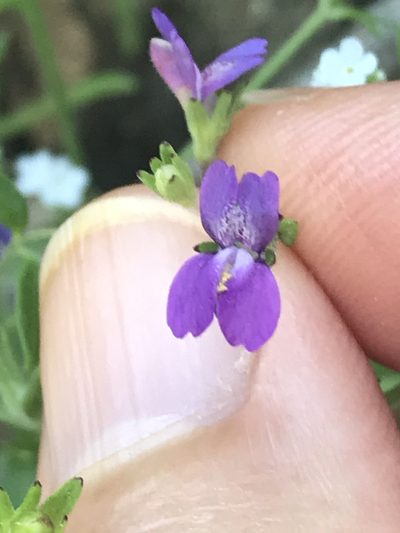 Collinsia parryi, photographed by LJ Moore-McClelland