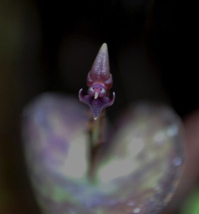 Pleurothallis peculiaris, photographed by desertnaturalist
