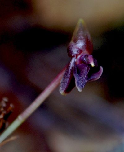 Pleurothallis peculiaris, photographed by desertnaturalist
