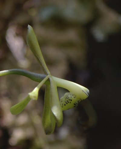 Epidendrum erosum, photographed by desertnaturalist