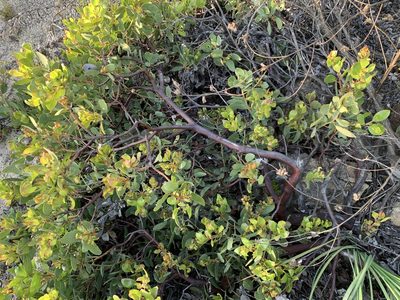 Arctostaphylos rainbowensis, photographed by Cara