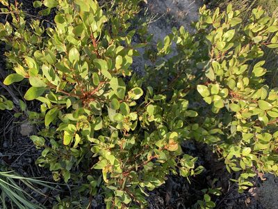 Arctostaphylos rainbowensis, photographed by Cara